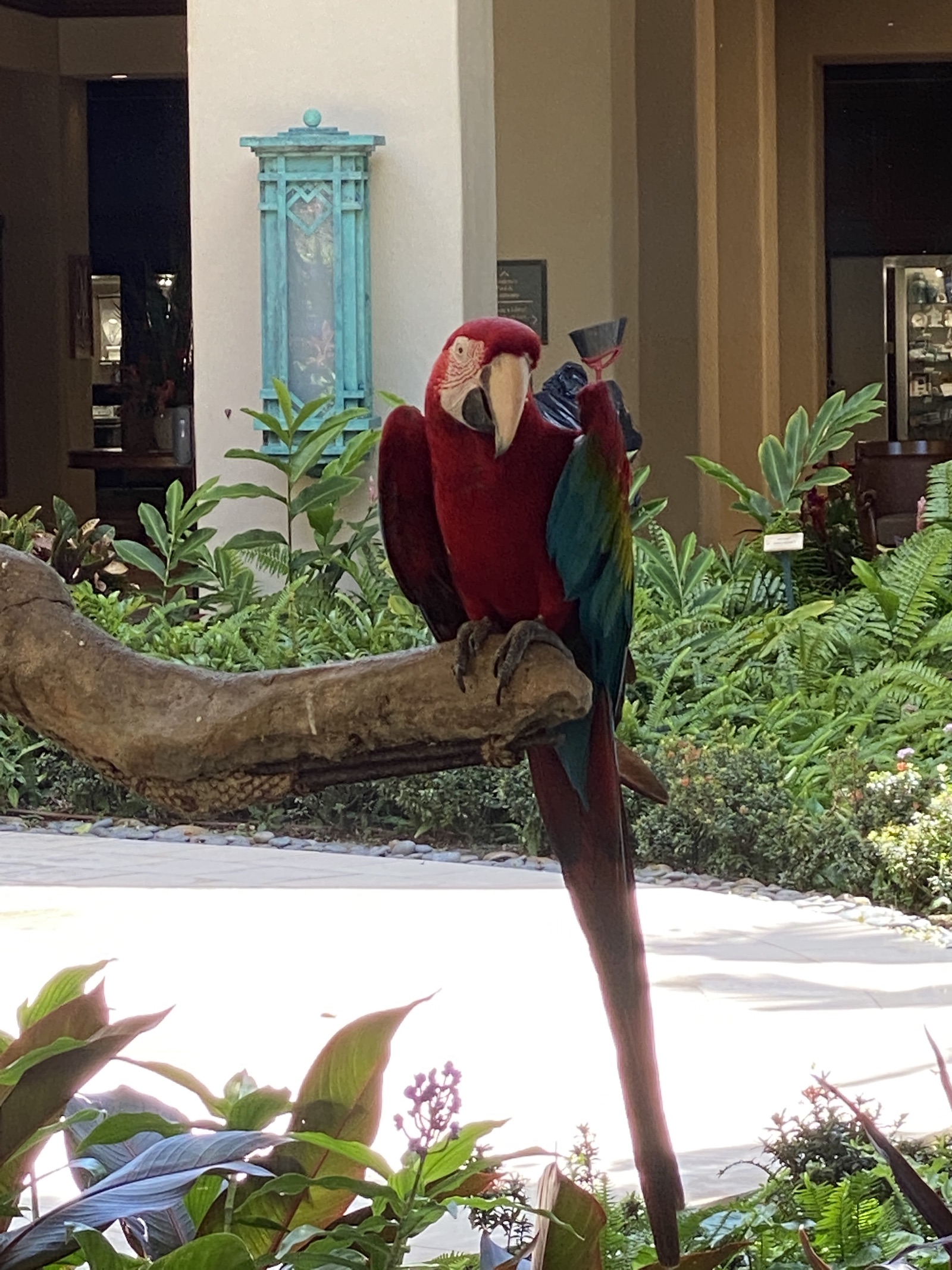 Grand Hyatt Kauai - Resident Birds