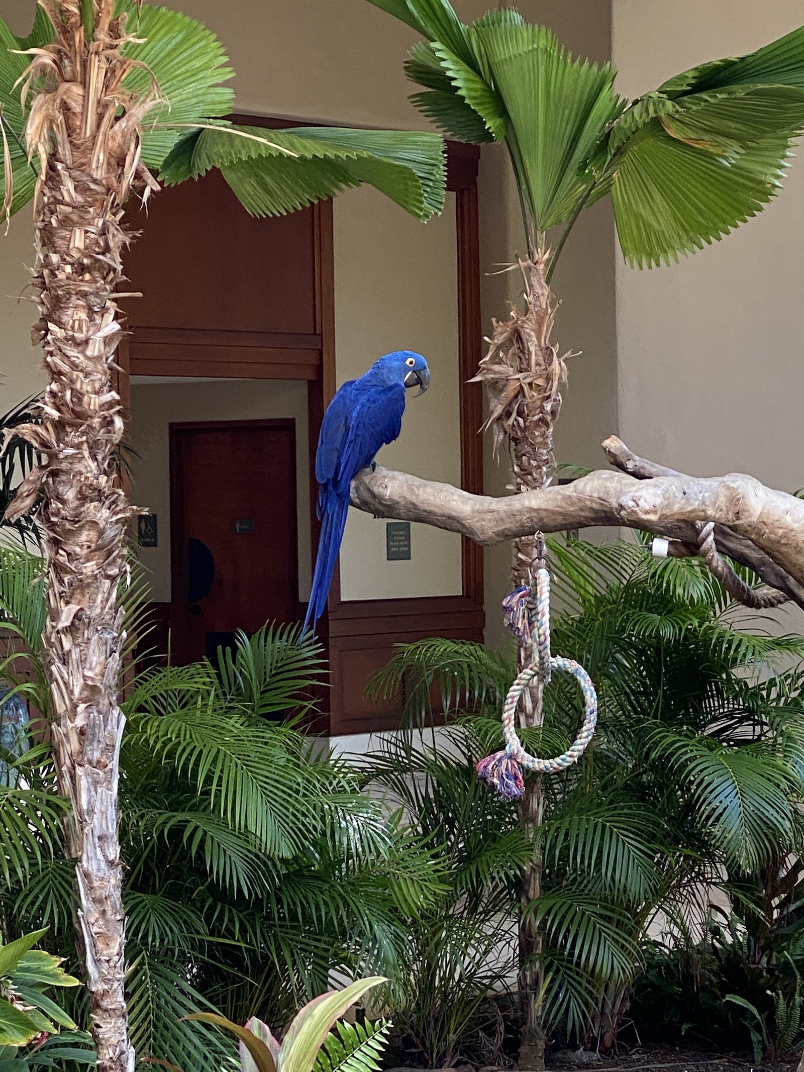 Grand Hyatt Kauai - Resident Birds