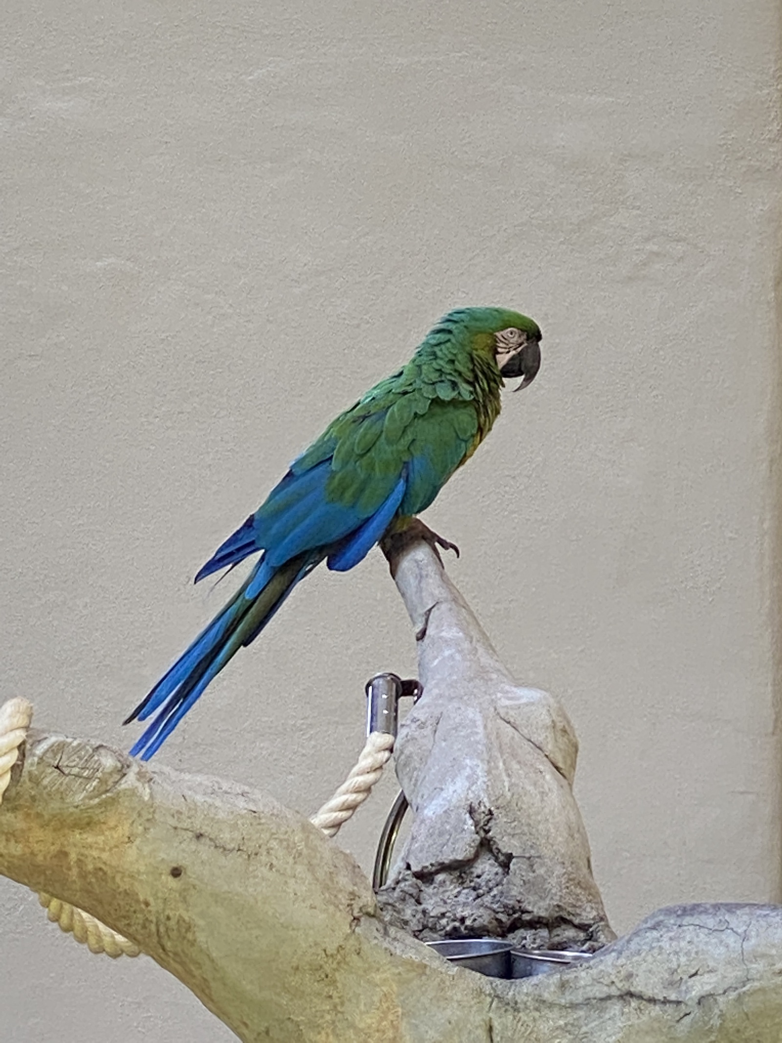 Grand Hyatt Kauai - Resident Birds