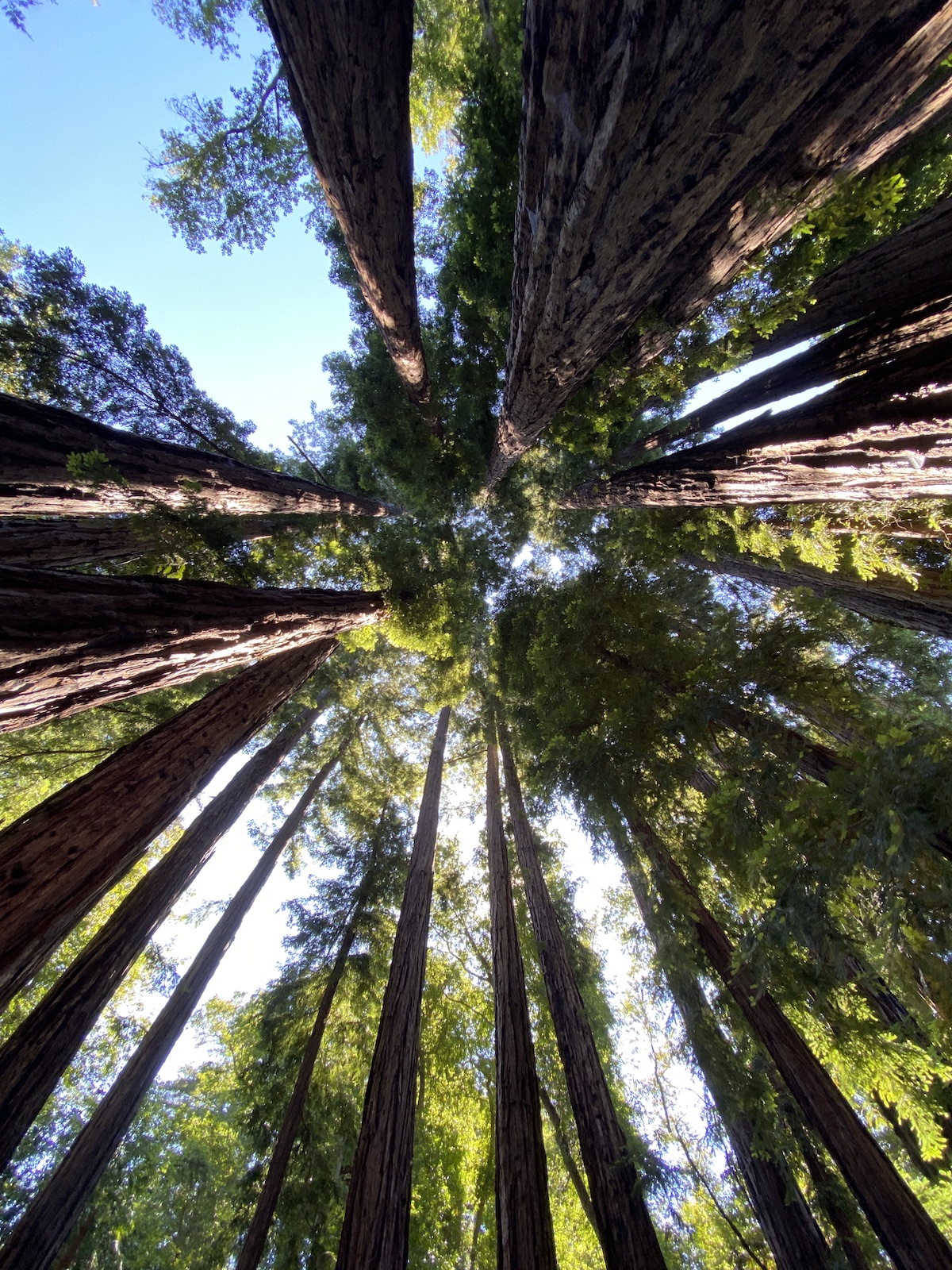 Redwoods at Partington