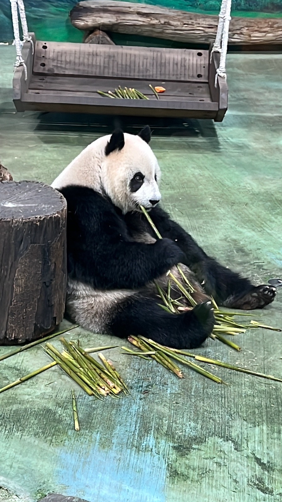 Panda at the Taipei Zoo